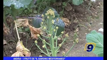 Andria | I frutti de "il giardino mediterraneo"