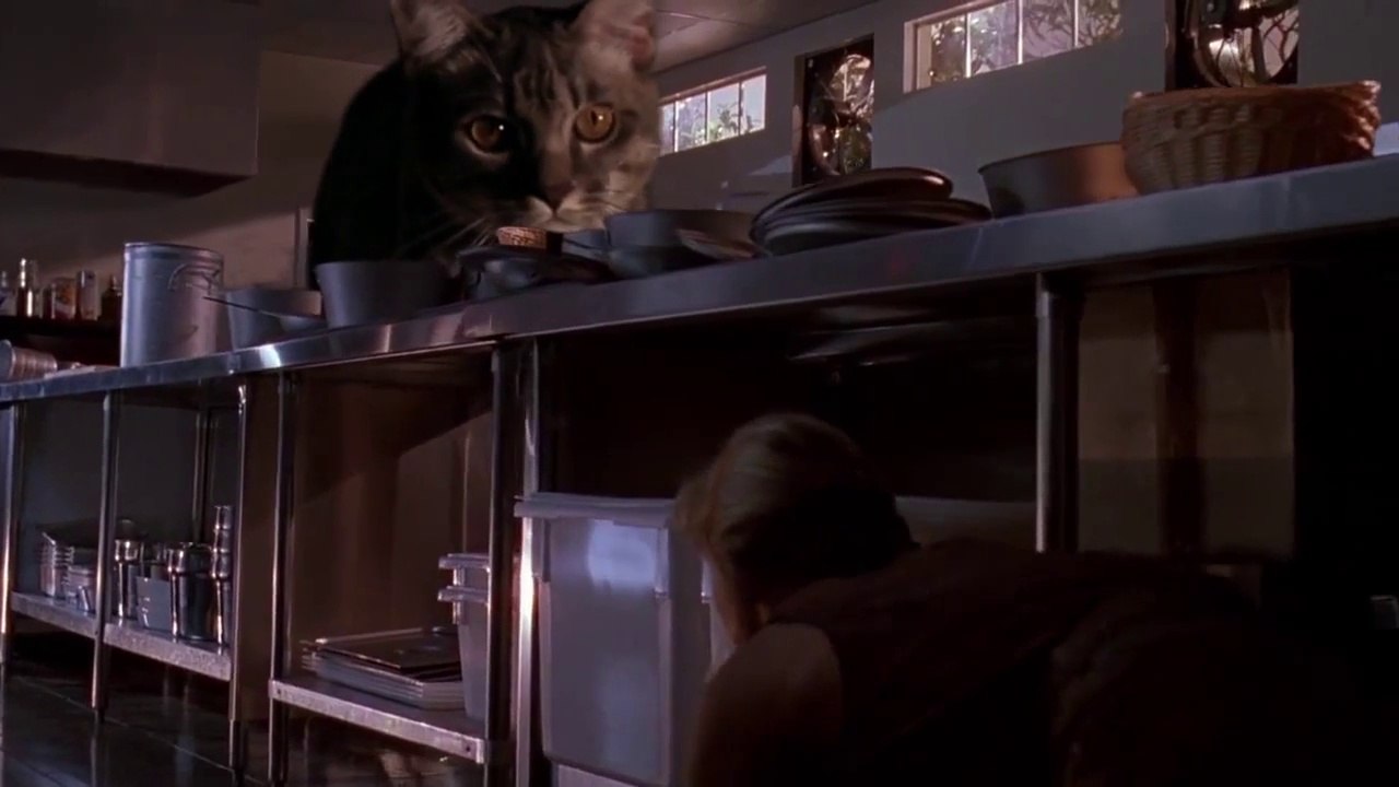 Parodie de Jurassic Park : remplacer les Raptor par des chats...