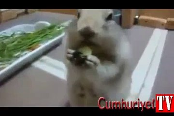 Salatalık böyle yenir