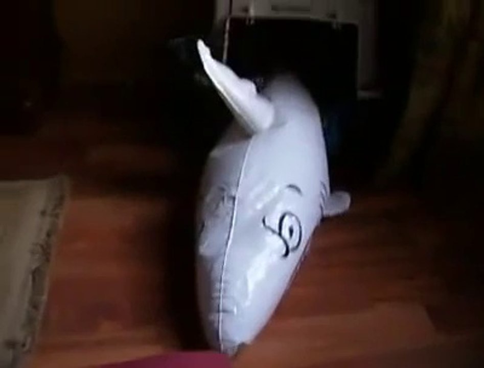 Dachshund attacks a shark - YouTube [360p]