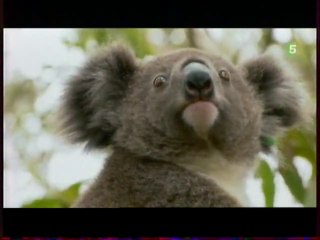 L'hôpital des koalas