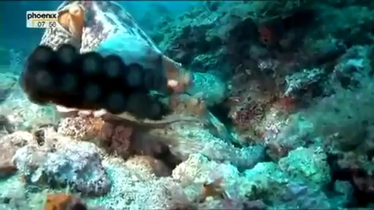 Die Kraken vom Stromboli