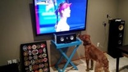 Dog Sure Loves Watching Tennis on the TV