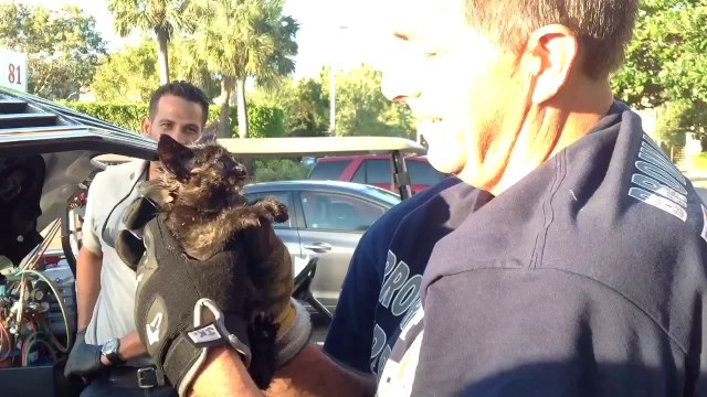 Chaton sauvé sous le moteur d’une voiture