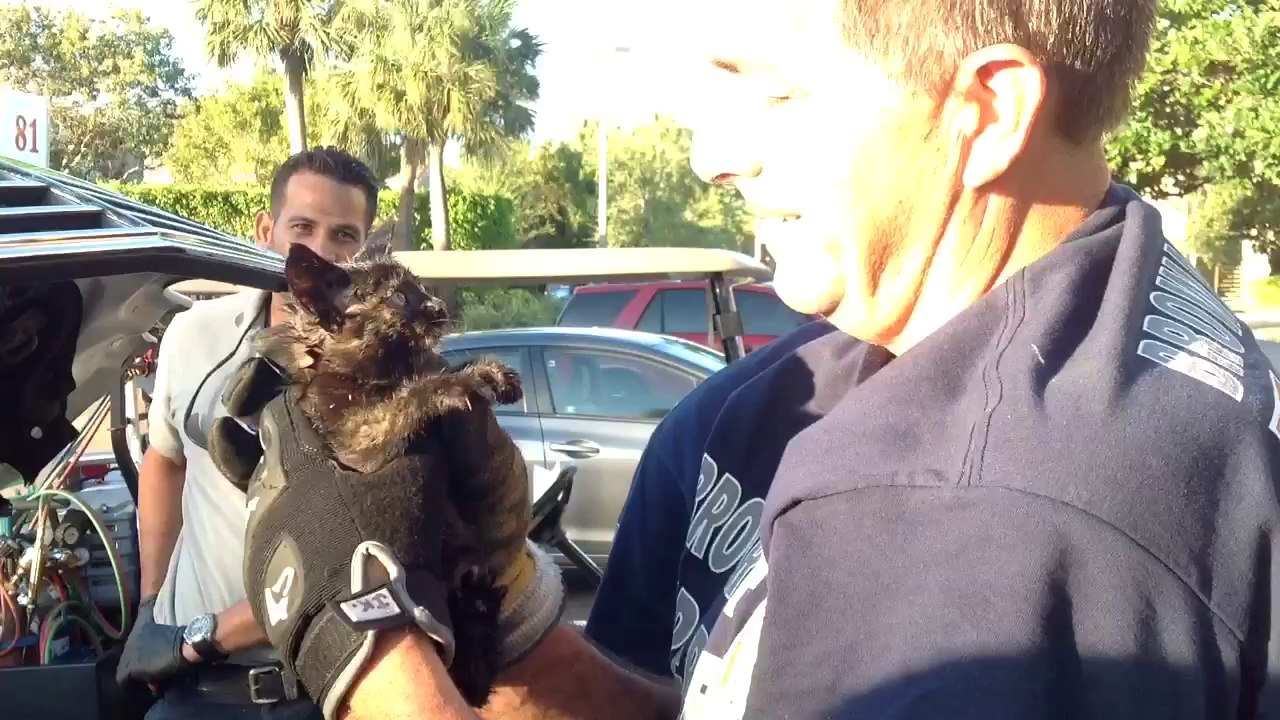 Chaton sauvé sous le moteur d’une voiture