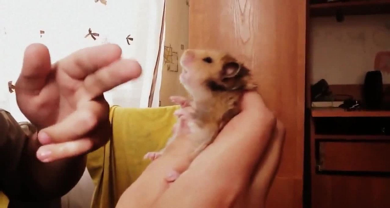 Hamster Shot (Compilation)