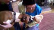 Dogs Meeting Babies for First Time Compilation