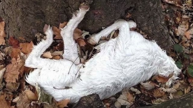 Ruh Roh: Someone's Sacrificing Goats in Brooklyn