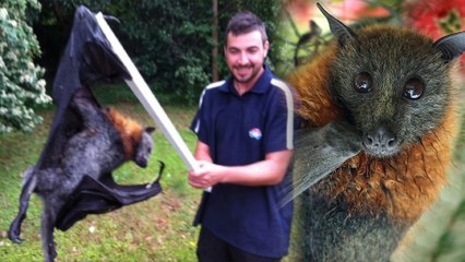 Man Slays Giant Bat, Makes Australia Sad