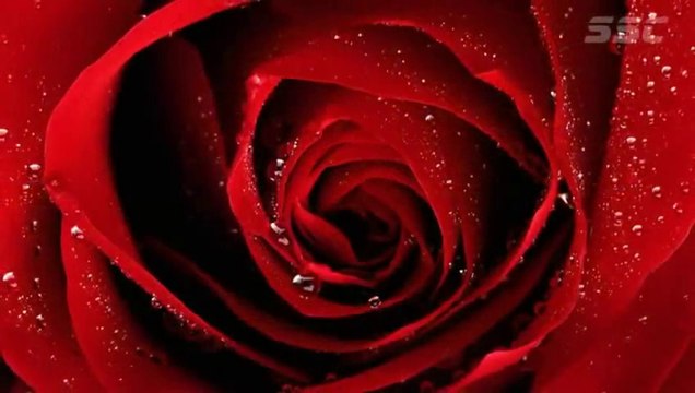 Честит 8-ми Март