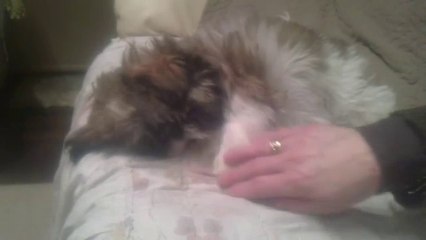 Puppy demands to be scratched