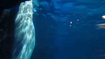 Shark playing in aquarium