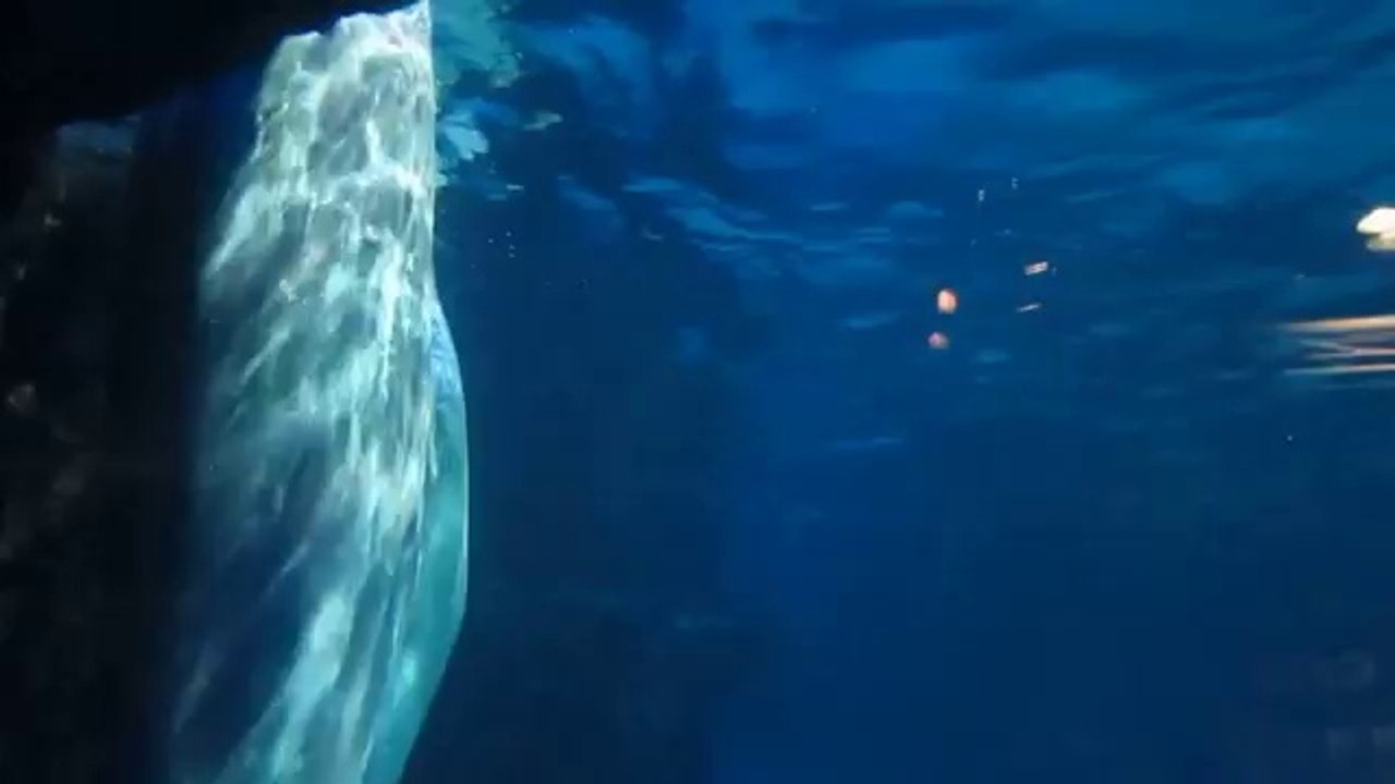 Shark playing in aquarium