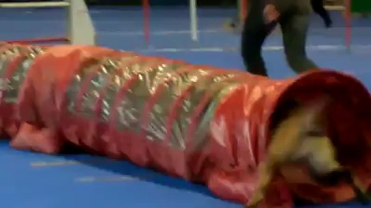 Glen du Dragon Rouge de Jupiter - Agility concours 2014