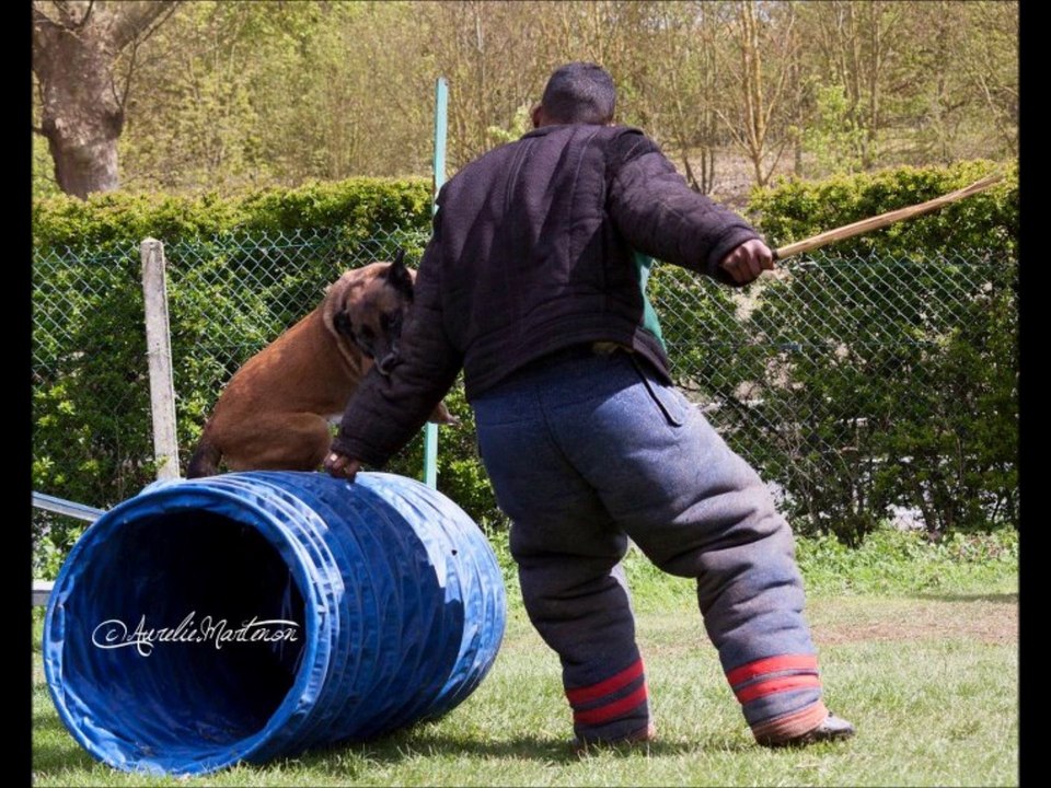 Les Malinois du Dragon Rouge de Jupiter