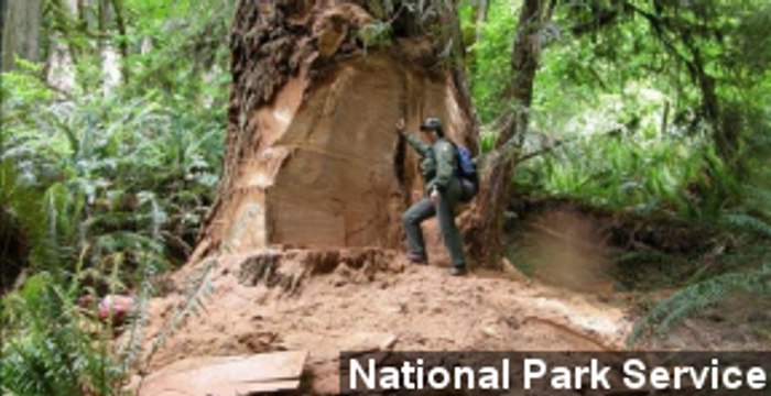 Drug Addicts Poaching California Redwoods For Drug Money