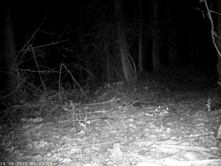 la famille chevreuil de nuit