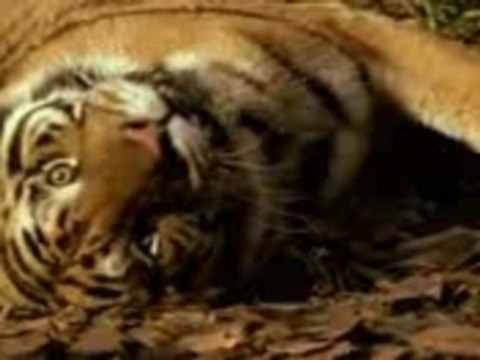 Le tigri Reali - Animali bellissimi!