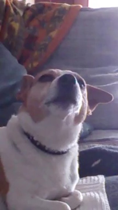 cane disperato