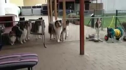 Des chiens attendent leur nom pour manger