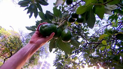 Globo Repórter [HD] 07-03-2014 O Poder das Frutas