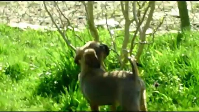 Iago Des Terres Noires de Saint-Cyr