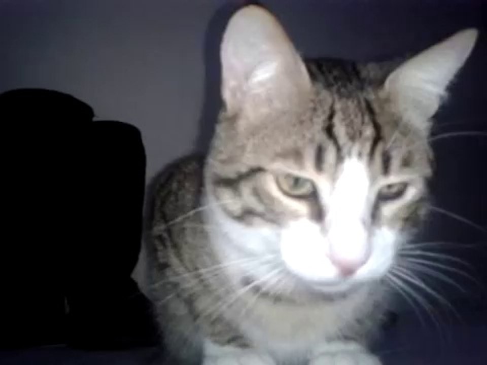 bir garip sesler cıkaran kedimiz - katze auf lazerjagd