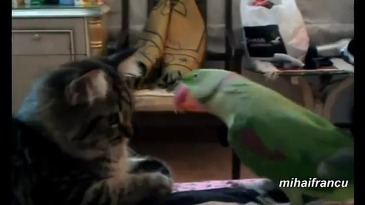Papageien die es auf Katzen abgesehen haben