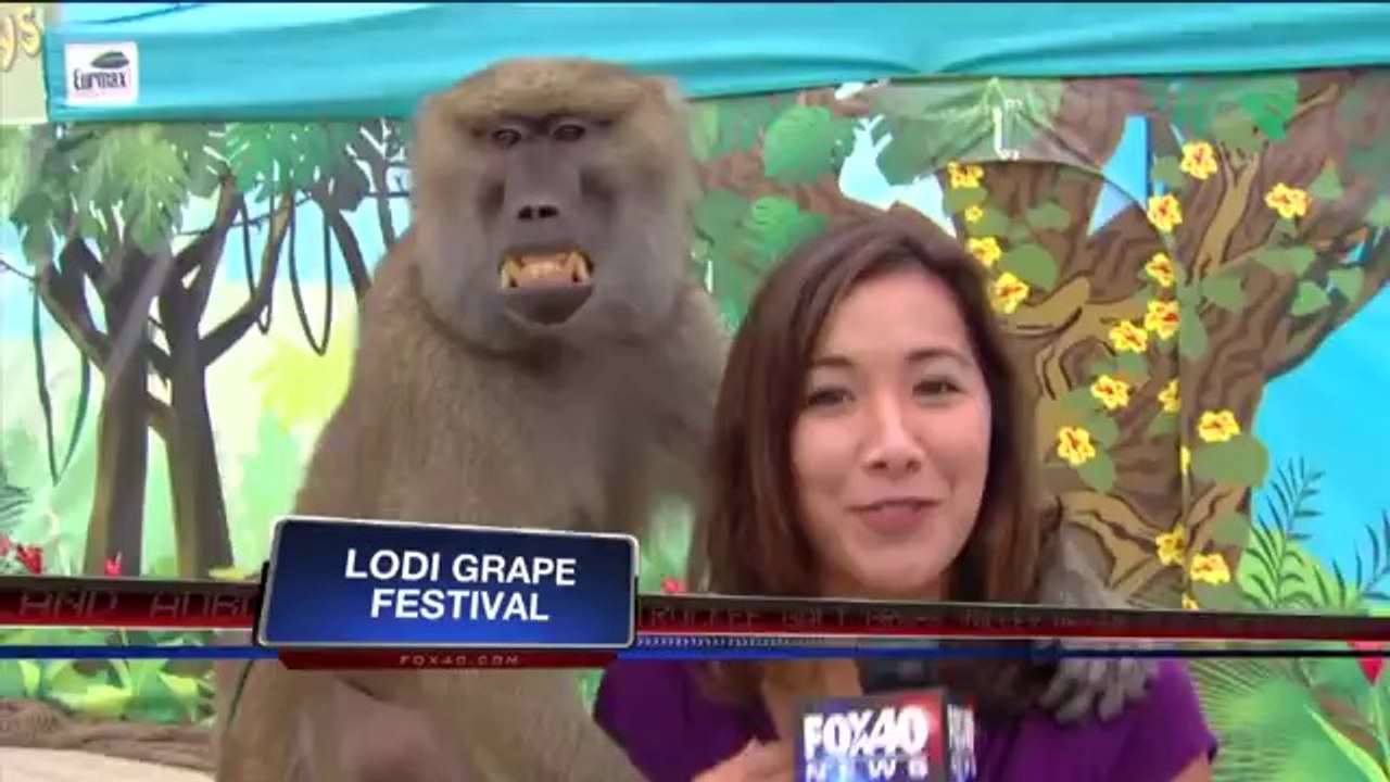 Pavian grabscht der TV-Moderatorin auf den Busen