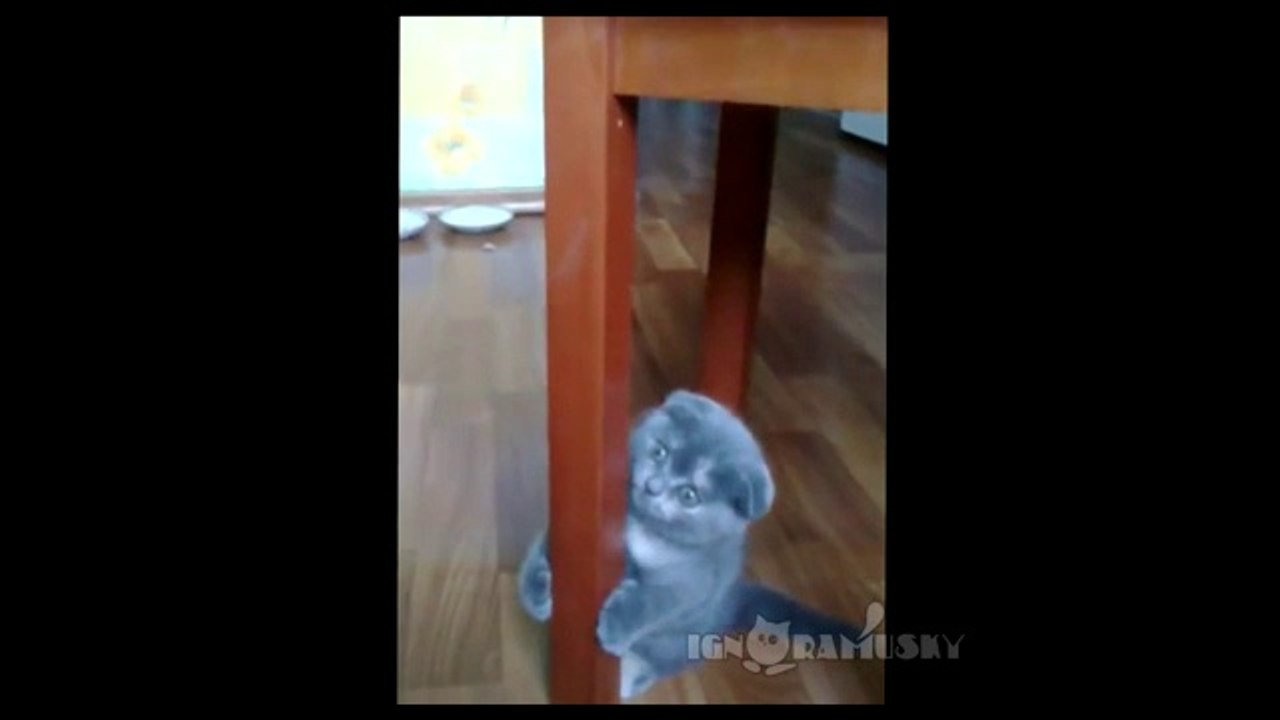 Pole Dance Kätzchen