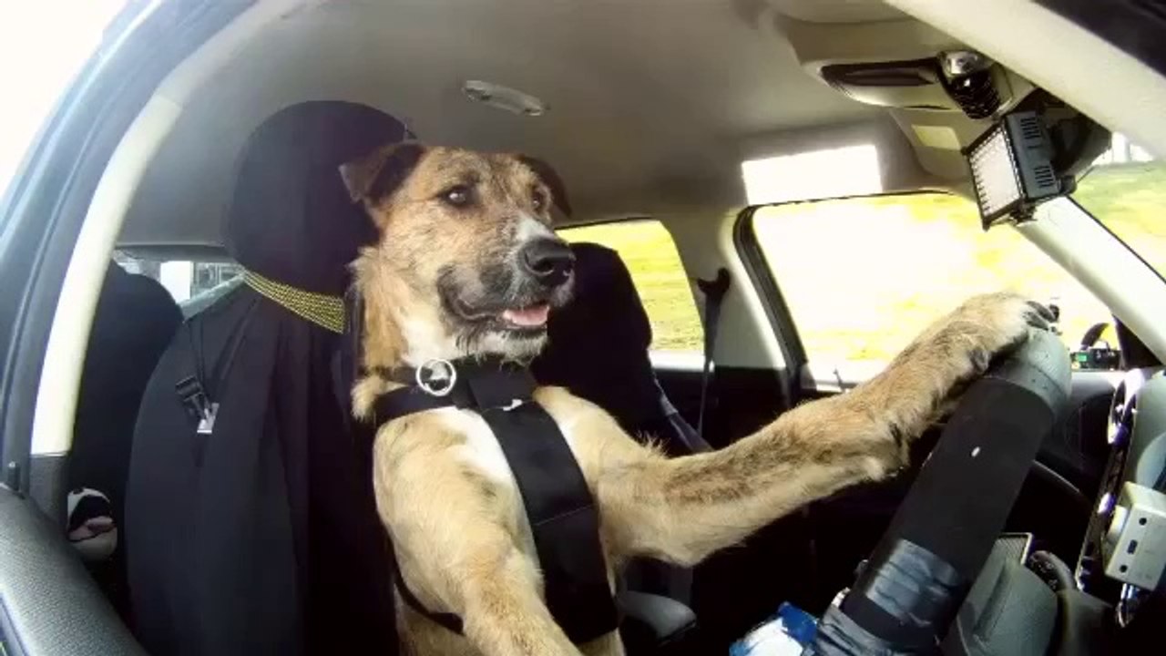 Porter - Der erste Hund der Auto fährt