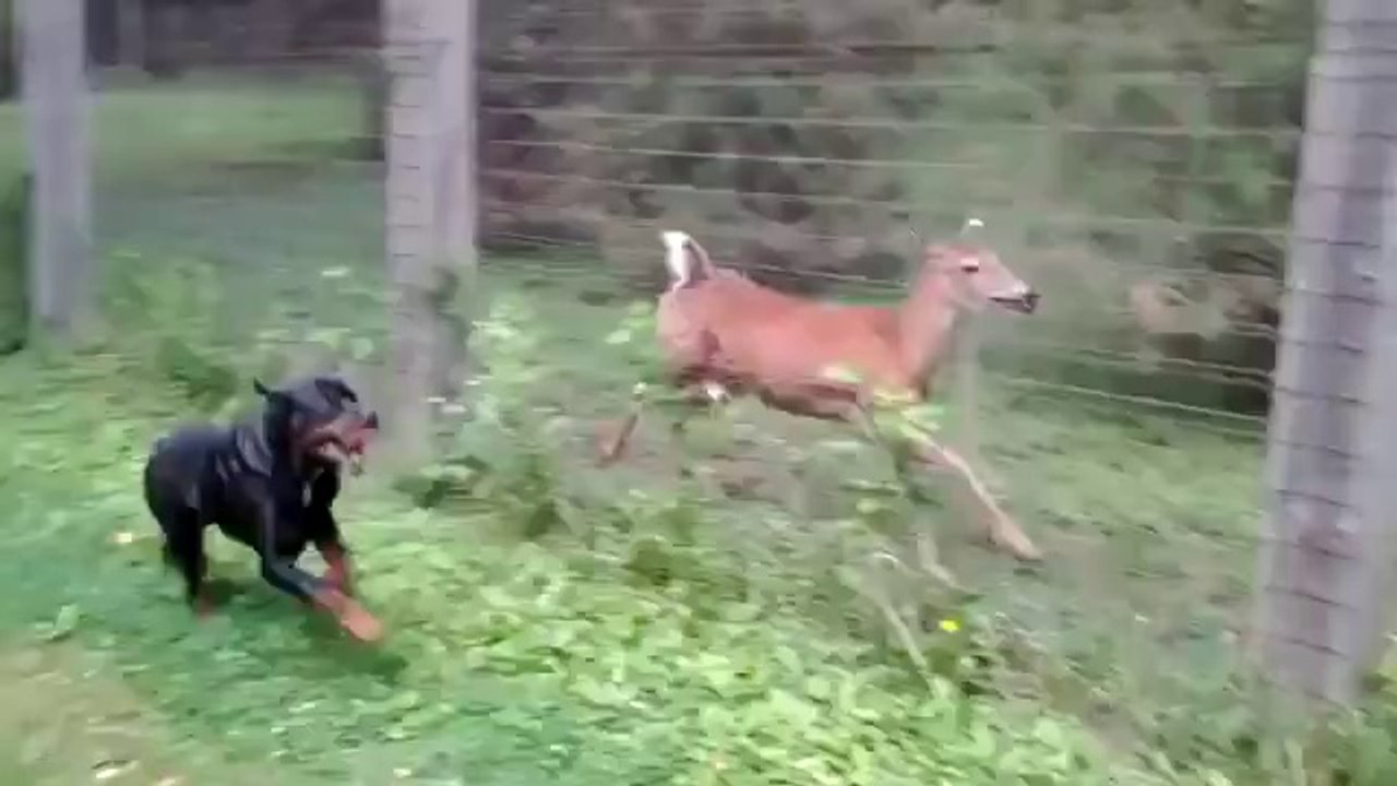 Reh spielt mit einem Rottweiler