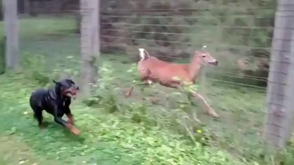 Reh spielt mit einem Rottweiler