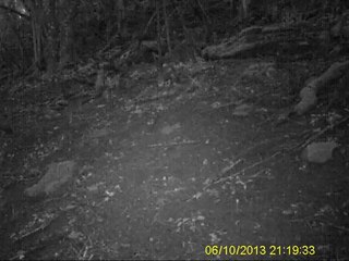 sanglier 15 08 2013 (1)