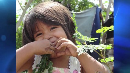 Introduction to Moringa - News Report