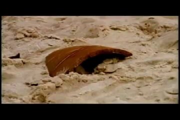 SONETOS - ROSÂNGELA GOLDONI