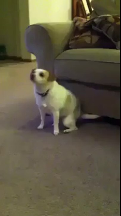 Dog in relaxed... Lol