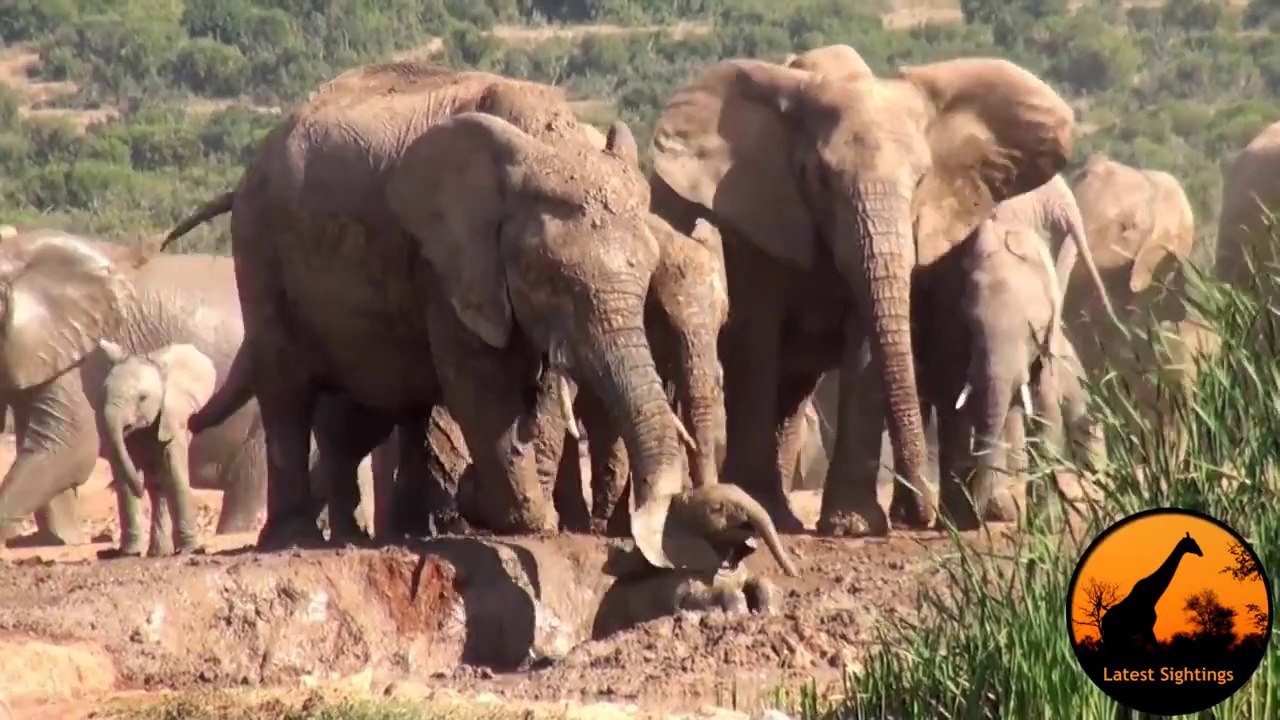 Une maman éléphant sauve son bébé coincé dans la boue! Emouvant...
