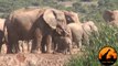 Mother Elephant Rescues Her Calf Stuck In The Mud