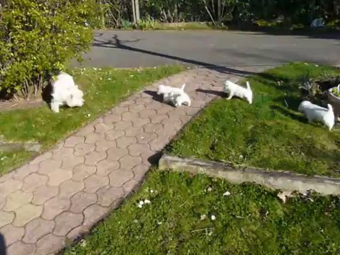 4 Chiots Westies LOF . 6 éme semaine. Elevage familial en gironde de plassan ouest Highland. (2)