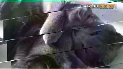 腰痛改善ストレッチ「福辻式」 実践 検証 動画 結果 購入 レビュー 感想 口コミ ブログ 体験 評価 評判