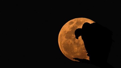 No Man´s Land - Falling Into The Night.