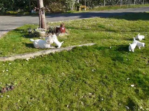 Westies LOF. Elevage de Plassan Ouest Highland . 6 éme semaine