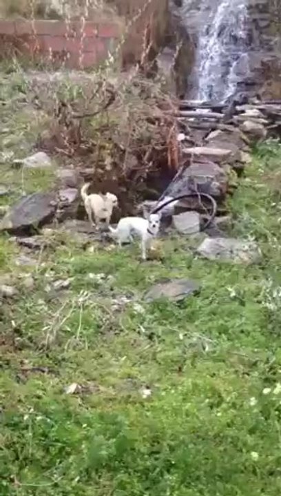 Faro et Hugo