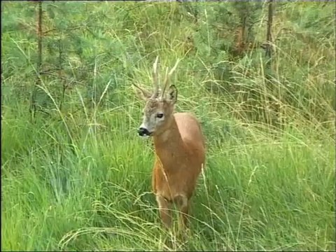 Arcs en Ciel, Chasses d'Azur