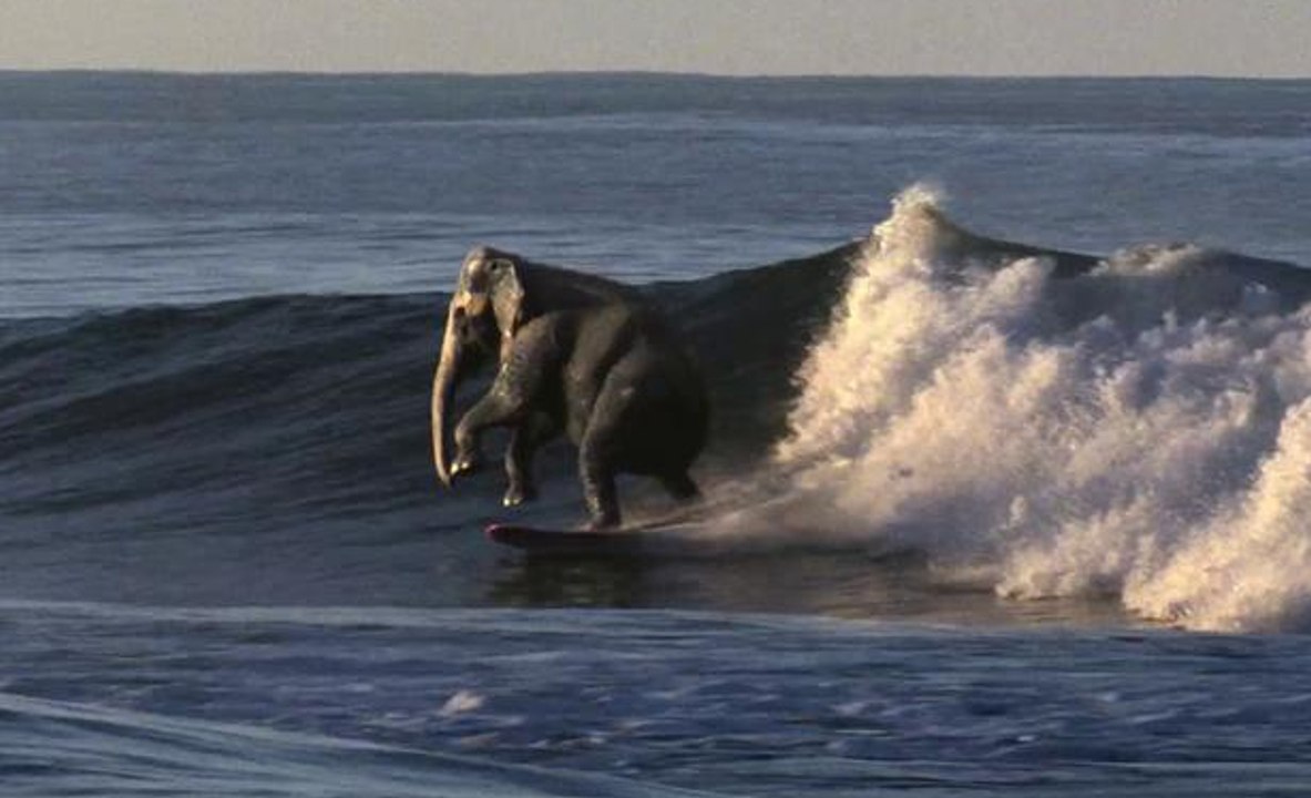 Elephants can surf!!!