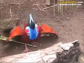 Hayvanlar Aleminin Optimus Prime'ı