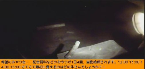 2014-02-27 18-25　銀牙、ロク、そして？のワンちゃん