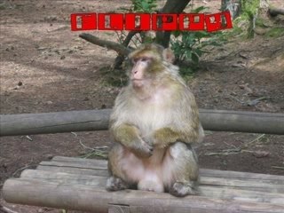 Pub 12 MonKey'$