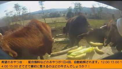 2014-03-07 13-40-牧場三号機　シズお姉さん　バナナ